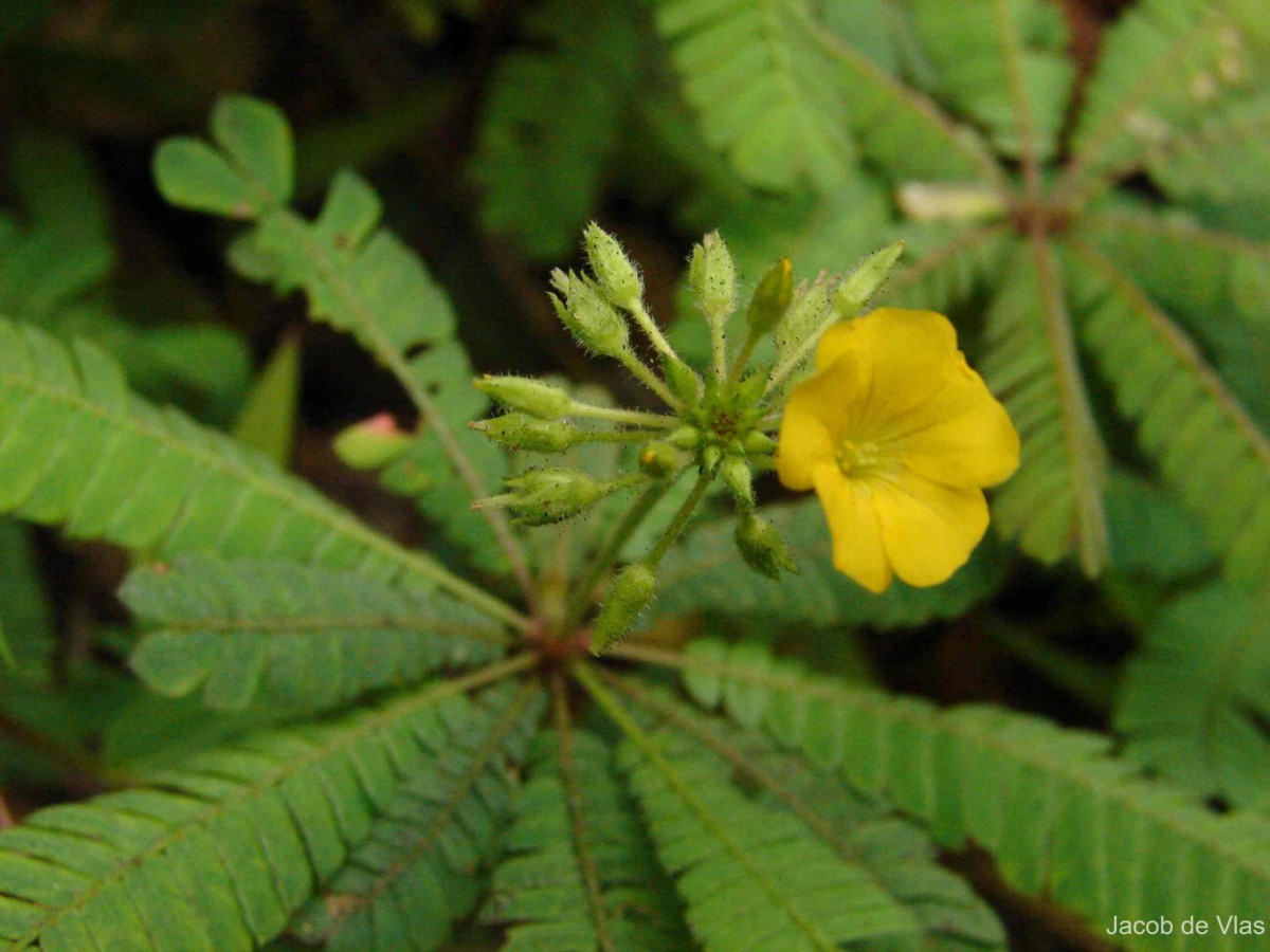 Biophytum intermedium Wight